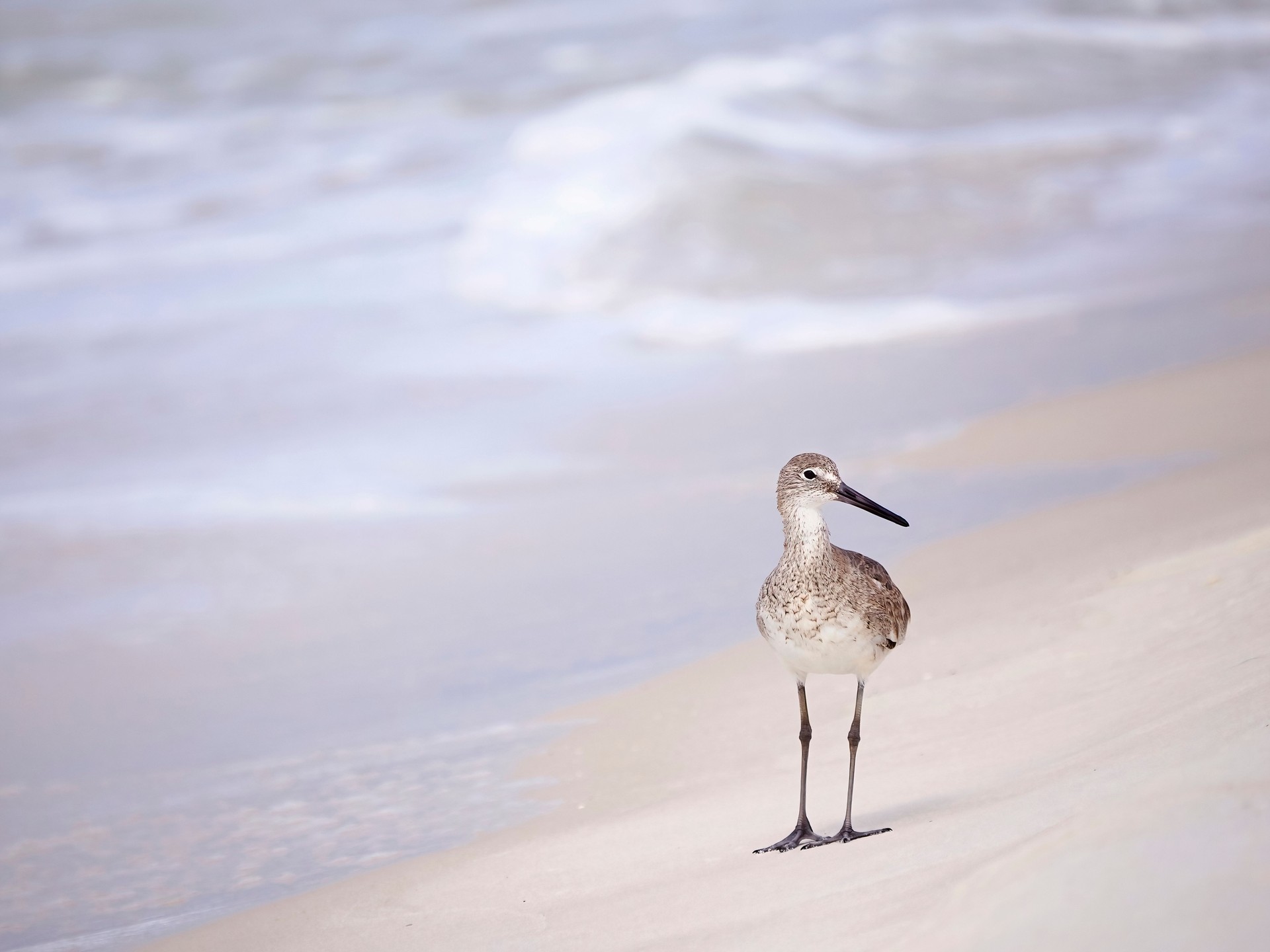 A Lone Willet on a Florida Beach with an Out of Focus Background of Sand and Waves